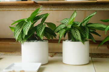 Potted plants with green leaves