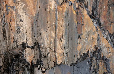 The surface of a shale rock for a close-up background.