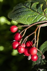berries on tree