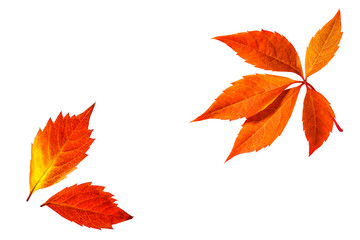 Autumn colors leaves collage,  foliage isolated on white background	