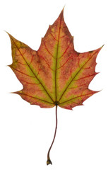 Maple leaf colors