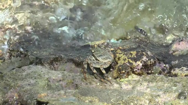small crabs in shallow water