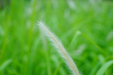 Autumn, white ear of grass