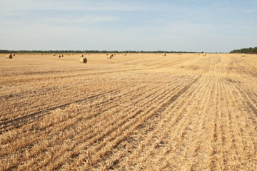 Fototapeta na wymiar Harvesting wheat in sunny, rural field Autumn season harvest