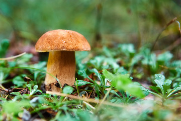 Fall mushroom in the forest on the grass in the sun