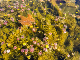 Duckweed with maple leaf in a pond in the sunny day.