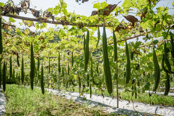 Fototapeta premium Zucchini Farm, fresh zucchini