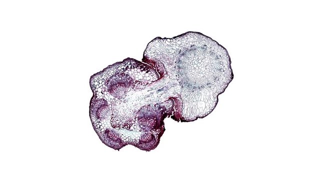 dodder parasitic root - cross section cut under the microscope &ndash; microscopic view of plant cells for botanic education