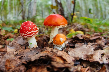three Amanita muscaria or fly agaric fungus in  nature
