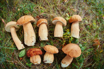 A lot of mushrooms assorted mushrooms white closeup