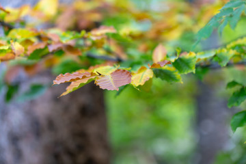 Autumn background colorful leaves