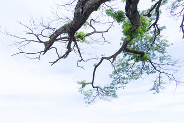 Trees and branches
