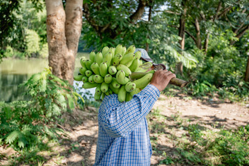 farmer bearing banana in farm