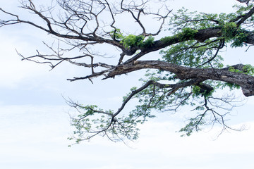 Growing branches A big tree