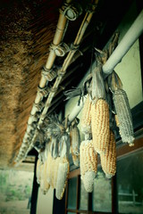 日本の田舎軒下にトウモロコシ
