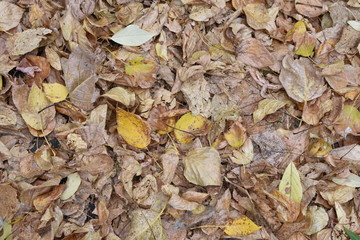 deciduous