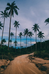 Fototapeta premium palm trees on the path