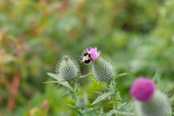Bee on the flower