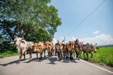 cow walk on the road