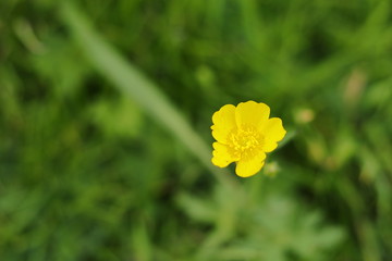 Yellow Flower