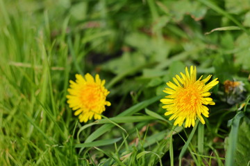 Dandelions