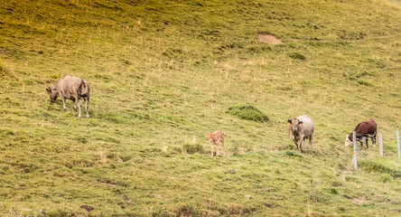 Naklejka na ściany i meble cows grazing on the slopes of the Pyrenees