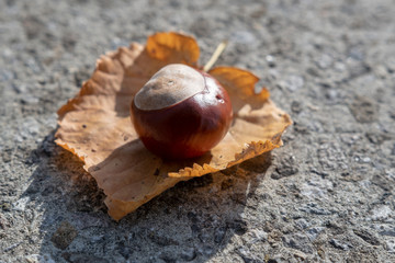 Kastanie im Laub im Herbst