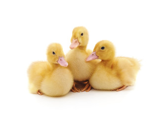 Three yellow ducklings.