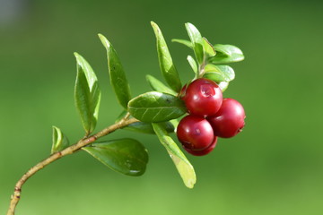 Mountain cranberry Vaccinium vitis-idaea red berries on green background