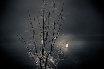 Close-up of a tree with many spiderwebs at the misty, foggy countryside, spooky halloween concept