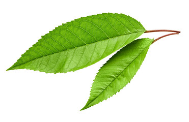 Green Cherry leaf isolated