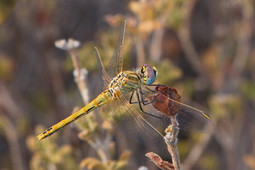 Dragonfly on Karpathos in Greece
