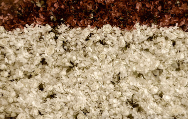 Many flower walls in white, warm brown color, decorated together