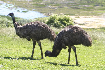 emus grazing at Tower Hill Wildlife Reserve, Great Ocean Road, Victoria, Australia