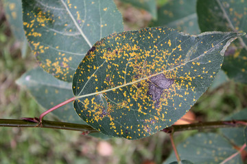 Poplar rust caused by Melampsora sp. on green leaf of Balsam poplar or Populus balsamifera