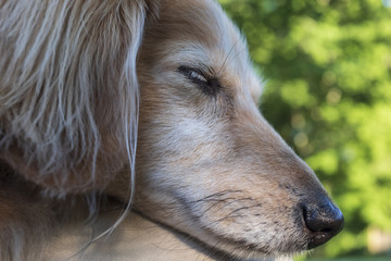 portrait of a dog