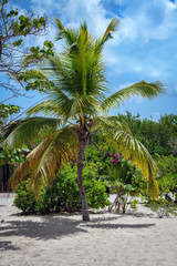 Palm Tree Landscape