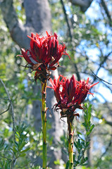 Pair of Gymea Lily flowers, Doryanthes excelsa, growing in sclerophyll forest in the Royal National Park, Grays Point, Sydney. Also known as the Flame Lily or Spear Lily.  © KHBlack