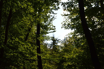 Fototapeta premium Natur