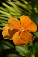 orange pansy flower in the garden