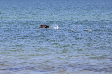 Fototapeta premium Kormoran