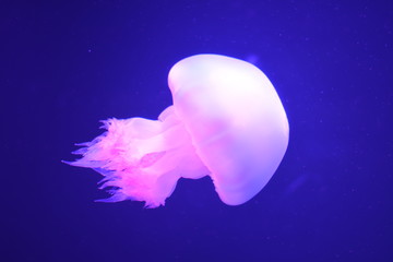 jellyfish in water