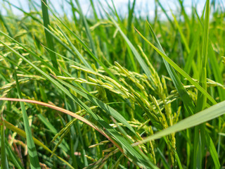 close up green rice seeds in the rice field
