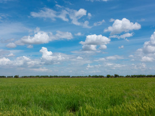 beautiful green rice field on blue sky with cloud background