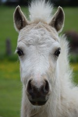 Obraz premium White hair baby horse