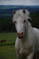 Obraz na płótnie Canvas Cream stallion