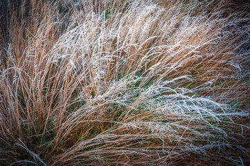 grasses