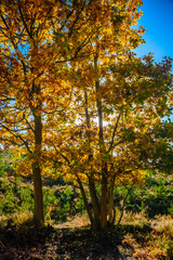 Fototapeta na wymiar autumn trees 