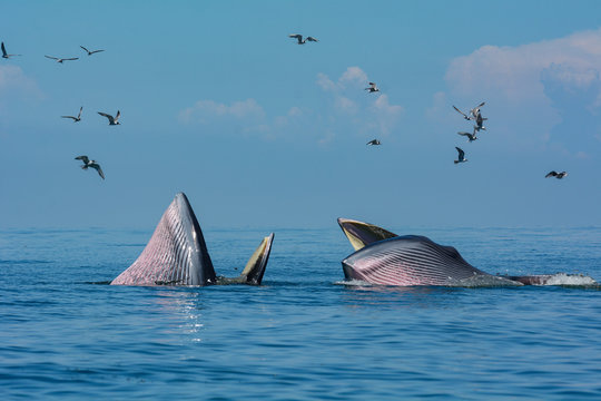 Bryde's whale in the blue sea