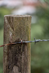 Barbed Wire in a Log on a Cloudy Day With Blurred Background